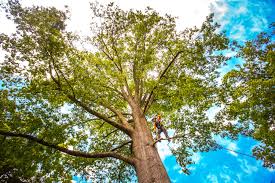 How Our Tree Care Process Works  in  Duluth, GA