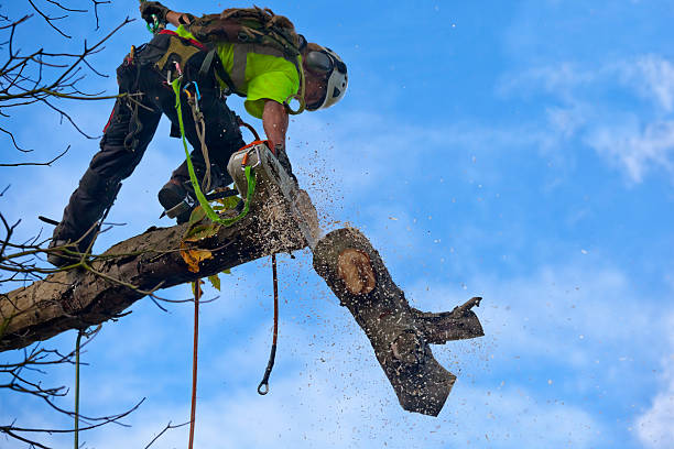 Tree and Shrub Care in Duluth, GA